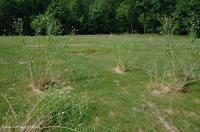 بركة بالوعة وادي شيناندواه (نوع نموذجي) - CEGL007858