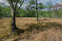 بركة شيناندواه فالي سينكهول (نوع بارات سيدج) – CEGL007857