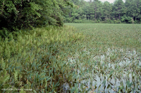 بركة شيناندواه فالي سينكهول (نوع غولدن كلوب) – CEGL007859