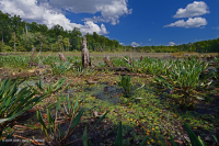 بركة شيناندواه فالي سينكهول (نوع غولدن كلوب) – CEGL007859