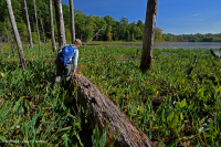 بركة شيناندواه فالي سينكهول (نوع غولدن كلوب) – CEGL007859