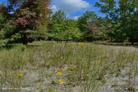 بركة شيناندواه فالي سينكهول (نوع نموذجي) - CEGL007858