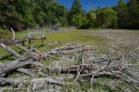 بركة جبال الأبلاش المركزية (نوع بوتونبوش - ثريواي سيدج) – CEGL003746