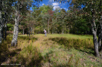 بركة بالوعة وادي شيناندواه (نوع نموذجي) - CEGL007858