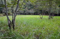 بركة بالوعة وادي شيناندواه (نوع نموذجي) - CEGL007858