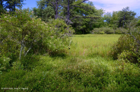 بركة جبال الأبلاش المركزية (نوع بوتونبوش - ثريواي سيدج) – CEGL003746