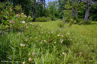 بركة جبال الأبلاش المركزية (نوع بوتونبوش - ثريواي سيدج) – CEGL003746