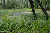 بركة جبال الأبلاش المركزية (نوع بوتونبوش - ثريواي سيدج) – CEGL003746