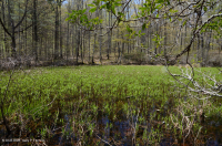 بركة جبال الأبلاش المركزية (نوع بوتونبوش - ثريواي سيدج) – CEGL003746