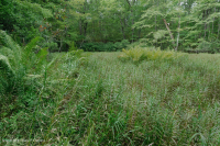 بركة جبال الأبلاش المركزية (نوع بوتونبوش - ثريواي سيدج) – CEGL003746