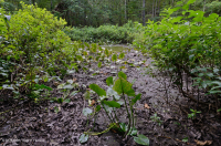 بركة جبال الأبلاش المركزية (نوع بوتونبوش - ثريواي سيدج) – CEGL003746