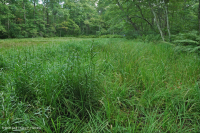 بركة جبال الأبلاش المركزية (نوع بوتونبوش - ثريواي سيدج) – CEGL003746