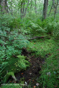 غابة وسط أبالاتشي المنخفضة (نوع مرتفعات عالية) – CEGL006132