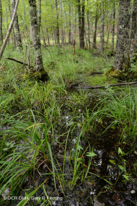 غابة وسط أبالاتشي المنخفضة (نوع مرتفعات عالية) – CEGL006132