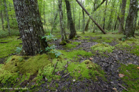 غابة وسط أبالاتشي المنخفضة (نوع مرتفعات عالية) – CEGL006132