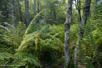 غابة وسط أبالاتشي المنخفضة (نوع مرتفعات عالية) – CEGL006132