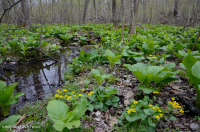 مستنقع التسرب الأساسي في وسط الآبالاش - CEGL008416 مستنقع التسرب الأساسي في وسط الآبالاش - CEGL008416