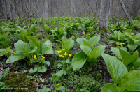 مستنقع التسرب الأساسي في وسط الآبالاش - CEGL008416 مستنقع التسرب الأساسي في وسط الآبالاش - CEGL008416