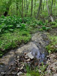 مستنقع التسرب الأساسي في وسط الآبالاش - CEGL008416 مستنقع التسرب الأساسي في وسط الآبالاش - CEGL008416