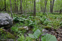 مستنقع التسرب الأساسي في وسط الآبالاش - CEGL008416 مستنقع التسرب الأساسي في وسط الآبالاش - CEGL008416