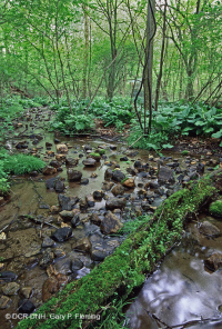 مستنقع التسرب الأساسي في وسط الآبالاش - CEGL008416 مستنقع التسرب الأساسي في وسط الآبالاش - CEGL008416