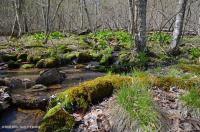 مستنقع التسرب الأساسي في وسط الآبالاش - CEGL008416 مستنقع التسرب الأساسي في وسط الآبالاش - CEGL008416