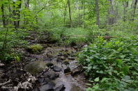 مستنقع التسرب الأساسي في وسط الآبالاش - CEGL008416 مستنقع التسرب الأساسي في وسط الآبالاش - CEGL008416