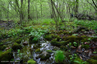 مستنقع التسرب الأساسي في وسط الآبالاش - CEGL008416 مستنقع التسرب الأساسي في وسط الآبالاش - CEGL008416