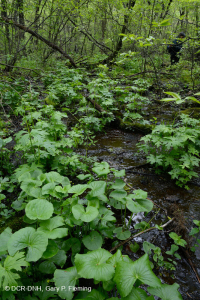 مستنقع التسرب الأساسي في وسط الآبالاش - CEGL008416 مستنقع التسرب الأساسي في وسط الآبالاش - CEGL008416