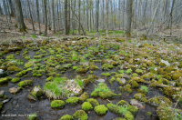 المستنقع الحمضي المنخفض الارتفاع في منطقة الآبالاش الوسطى - CEGL007853 المستنقع الحمضي المنخفض الارتفاع في منطقة الآبالاش الوسطى - CEGL007853