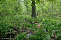 المستنقع الحمضي المنخفض الارتفاع في منطقة الآبالاش الوسطى - CEGL007853 المستنقع الحمضي المنخفض الارتفاع في منطقة الآبالاش الوسطى - CEGL007853