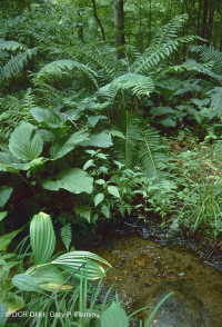 المستنقع الحمضي المنخفض الارتفاع في منطقة الآبالاش الوسطى - CEGL007853 المستنقع الحمضي المنخفض الارتفاع في منطقة الآبالاش الوسطى - CEGL007853