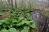 المستنقع الحمضي المنخفض الارتفاع في منطقة الآبالاش الوسطى - CEGL007853 المستنقع الحمضي المنخفض الارتفاع في منطقة الآبالاش الوسطى - CEGL007853