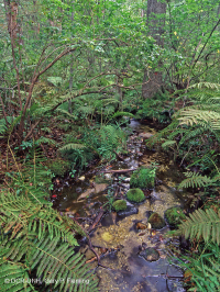 المستنقع الحمضي المنخفض الارتفاع في منطقة الآبالاش الوسطى - CEGL007853 المستنقع الحمضي المنخفض الارتفاع في منطقة الآبالاش الوسطى - CEGL007853