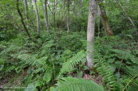 المستنقع الحمضي المنخفض الارتفاع في منطقة الآبالاش الوسطى - CEGL007853 المستنقع الحمضي المنخفض الارتفاع في منطقة الآبالاش الوسطى - CEGL007853