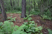 المستنقع الحمضي المنخفض الارتفاع في منطقة الآبالاش الوسطى - CEGL007853 المستنقع الحمضي المنخفض الارتفاع في منطقة الآبالاش الوسطى - CEGL007853