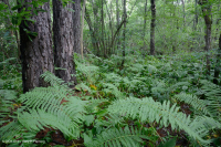 المستنقع الحمضي المنخفض الارتفاع في منطقة الآبالاش الوسطى - CEGL007853 المستنقع الحمضي المنخفض الارتفاع في منطقة الآبالاش الوسطى - CEGL007853