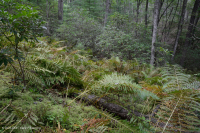 المستنقع الحمضي المنخفض الارتفاع في منطقة الآبالاش الوسطى - CEGL007853 المستنقع الحمضي المنخفض الارتفاع في منطقة الآبالاش الوسطى - CEGL007853