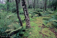 مستنقعات الأبلاش الوسطى المرتفعة المرتفعة (الشوكران - نوع البتولا الأصفر) - CEGL008533 مستنقعات الأبلاش الوسطى المرتفعة المرتفعة (الشوكران - نوع البتولا الأصفر) - CEGL008533