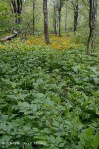 مستنقعات الأبالاش الوسطى المرتفعة المرتفعة (الشوكران - نوع البتولا الأصفر) - CEGL008533 مستنقعات الأبالاش الوسطى المرتفعة المرتفعة (الشوكران - نوع البتولا الأصفر) - CEGL008533