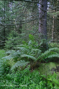 مستنقعات الأبالاش الوسطى المرتفعة المرتفعة (نوع شجرة التنوب الأحمر) - CEGL006556 مستنقعات الأبالاش الوسطى المرتفعة المرتفعة (نوع شجرة التنوب الأحمر) - CEGL006556