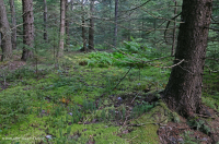 مستنقعات الأبالاش الوسطى المرتفعة المرتفعة (نوع شجرة التنوب الأحمر) - CEGL006556 مستنقعات الأبالاش الوسطى المرتفعة المرتفعة (نوع شجرة التنوب الأحمر) - CEGL006556