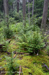 مستنقع التسرب المرتفع في جنوب الآبالاش - CEGL006277 مستنقع التسرب المرتفع في جنوب الآبالاش - CEGL006277