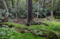 مستنقع التسرب المرتفع في جنوب الآبالاش - CEGL006277 مستنقع التسرب المرتفع في جنوب الآبالاش - CEGL006277