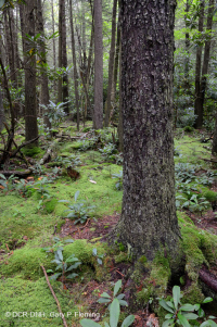 مستنقع التسرب المرتفع في جنوب الآبالاش - CEGL006277 مستنقع التسرب المرتفع في جنوب الآبالاش - CEGL006277