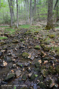 منبع غابات الآبالاش الوسطى - CEGL006258 منبع غابات الآبالاش الوسطى - CEGL006258