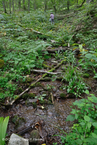 تسرب جنوب جبال الأبلاش الجنوبية المرتفعة (عشبة الجوهرة - نوع النحلة القرمزية) - CEGL004293 تسرب جنوب جبال الأبلاش الجنوبية المرتفعة (عشبة الجوهرة - نوع النحلة القرمزية) - CEGL004293