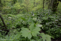 تسرب جنوب جبال الأبلاش الجنوبية المرتفعة (عشبة الجوهرة - نوع النحلة القرمزية) - CEGL004293 تسرب جنوب جبال الأبلاش الجنوبية المرتفعة (عشبة الجوهرة - نوع النحلة القرمزية) - CEGL004293