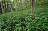 تسرب جنوب جبال الأبلاش الجنوبية المرتفعة (عشبة الجوهرة - نوع النحلة القرمزية) - CEGL004293 تسرب جنوب جبال الأبلاش الجنوبية المرتفعة (عشبة الجوهرة - نوع النحلة القرمزية) - CEGL004293