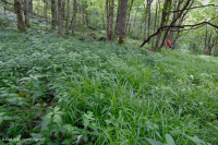 تسرب جنوب جبال الأبلاش الجنوبية المرتفعة (عشبة الجوهرة - نوع النحلة القرمزية) - CEGL004293 تسرب جنوب جبال الأبلاش الجنوبية المرتفعة (عشبة الجوهرة - نوع النحلة القرمزية) - CEGL004293